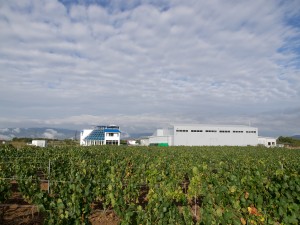 Vines of Medi Valley