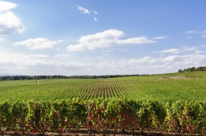 Vines of Castra Rubra