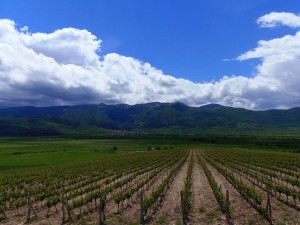 Vines of Villa Yustina