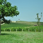 Vines of Villa Yustina