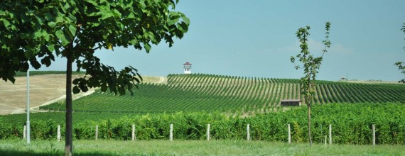 Vines of Villa Yustina