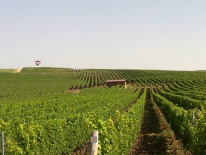 Vines of Villa Yustina
